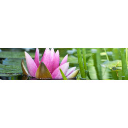 КУХОННЫЙ ФАРТУК Розовый лотос "АКВАТОН"